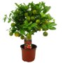 Citrus calamondin